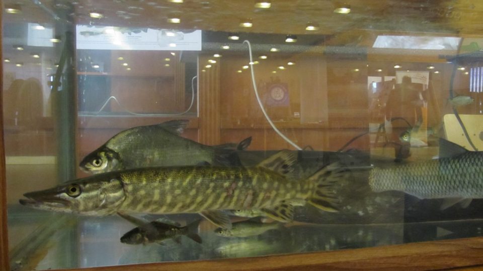 Živé ryby na výstavě