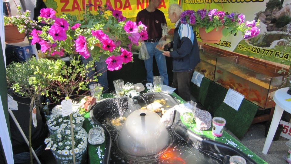 Prodejci v Havlíčkově Brodě nabízejí i květiny do jezírek.