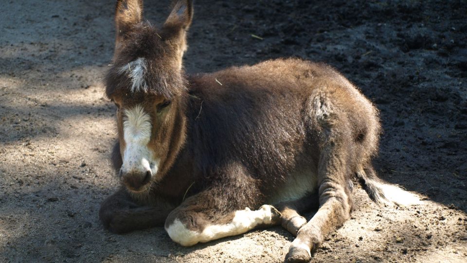 Osel domácí - mládě Osel domácí - mládě