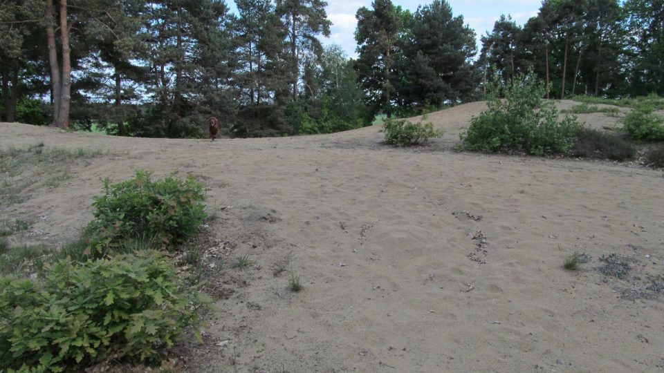 Netypická krajina pro Českou republiku, písečné duny najdete v okolí Lomnice nad Lužnicí