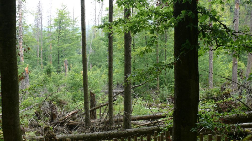 Les se musí sám vypořádat s následky orkánu Kirill, kůrovcem i jinými problémy