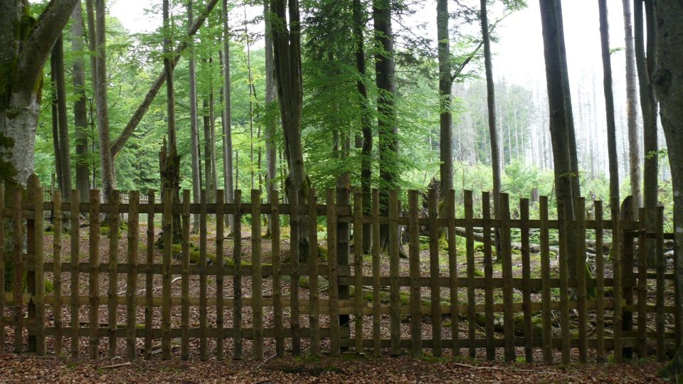 Plot ohraničující Žofínský prales, nejstarší přírodní rezervaci na pevninské Evropě