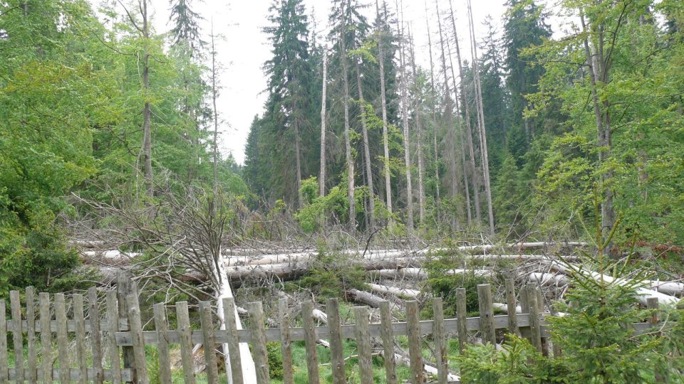 Stromy poškozené v roce 2007 orkánem Kyrill později napadl kůrovec