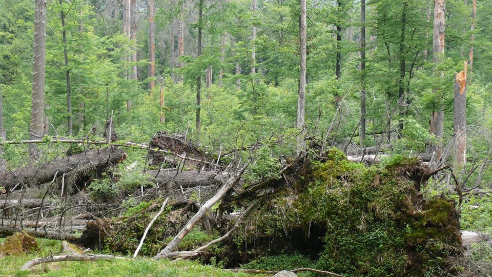 Žofínský prales založil jako nejstarší Evropskou rezervaci Jiří František Buqoy roku 1838