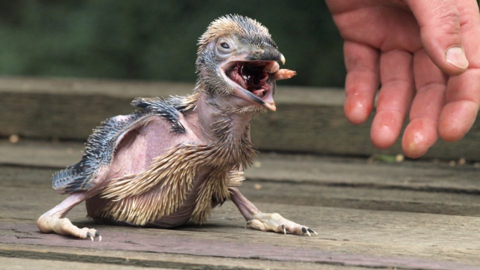 Mládě ledňáka obrovského staré 19 dní Mládě ledňáka obrovského staré 19 dní