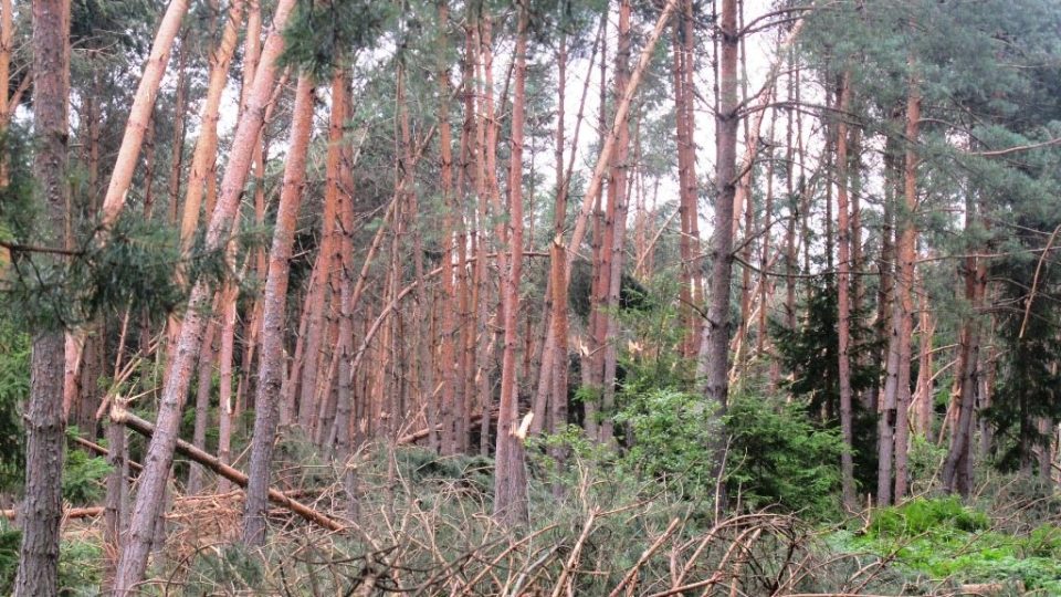 Kalamitní stav v královéhradeckých lesích po ničivé bouřce
