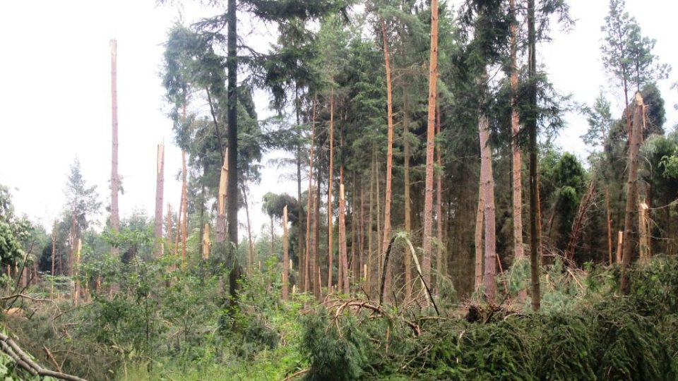 Kalamitní stav v královéhradeckých lesích po ničivé bouřce