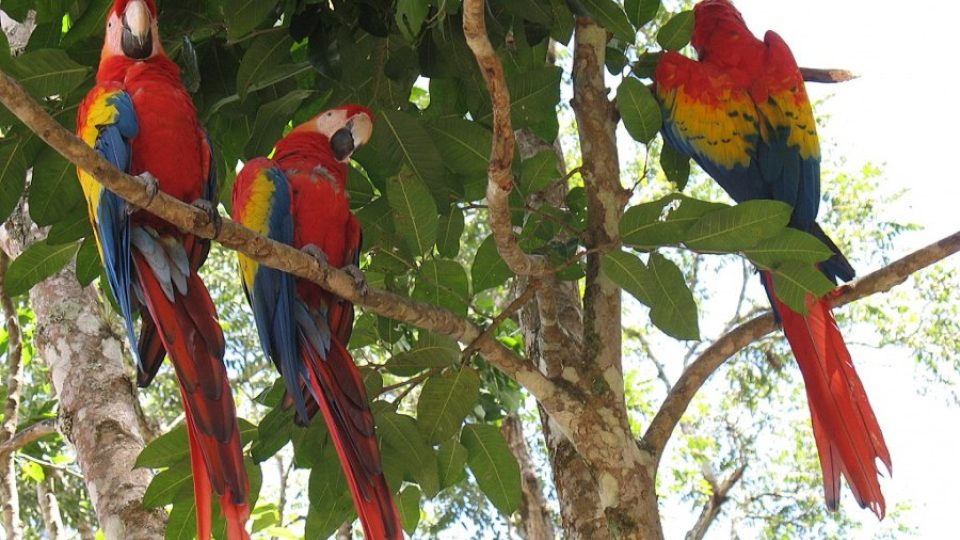 Vstup do areálu Copán ruinas hlídá několik papoušků ara arakanga