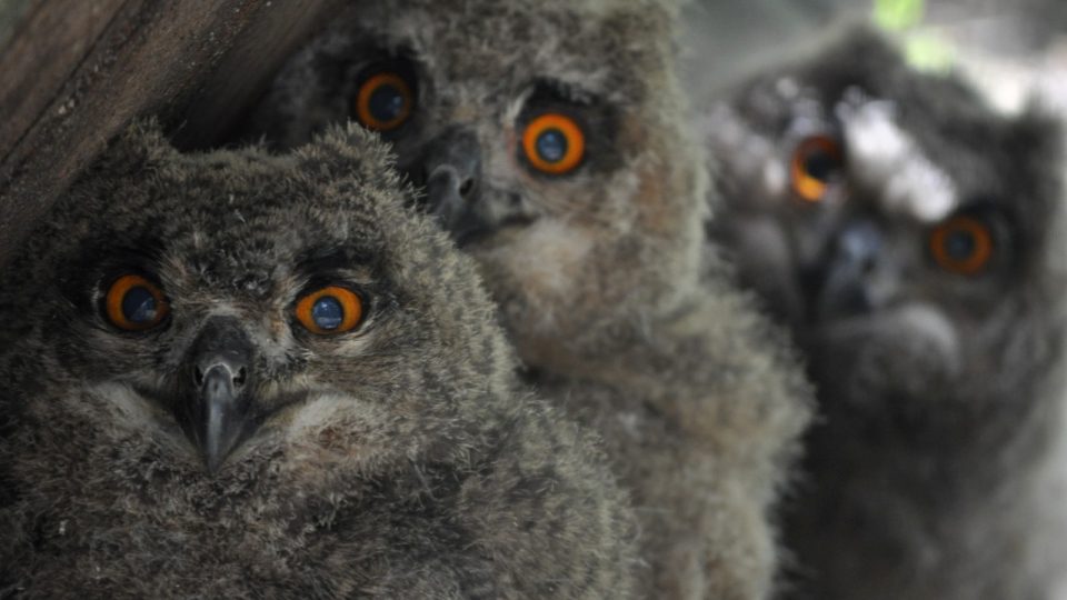 Výr velký - mláďata Výr velký - mláďata