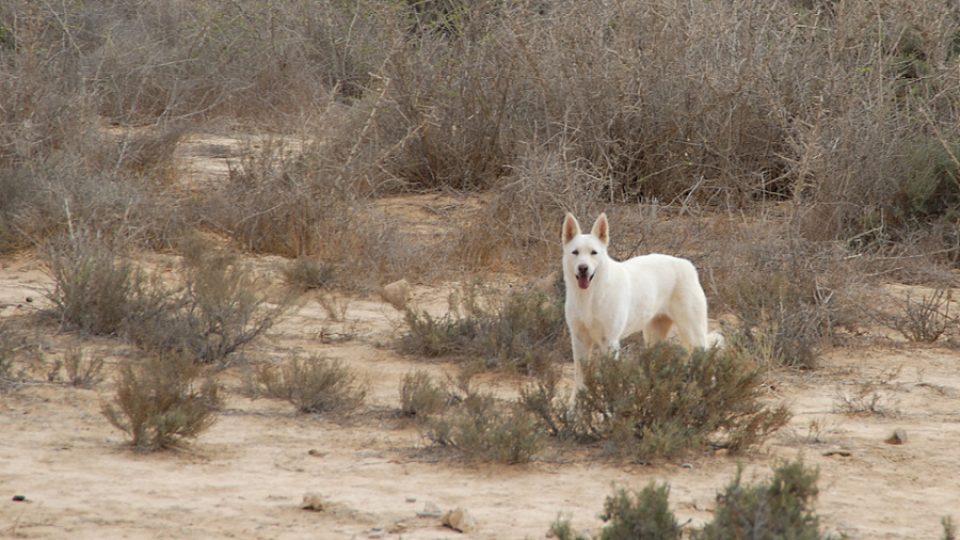 Kanaánský pes v divočině na jihu Izraele