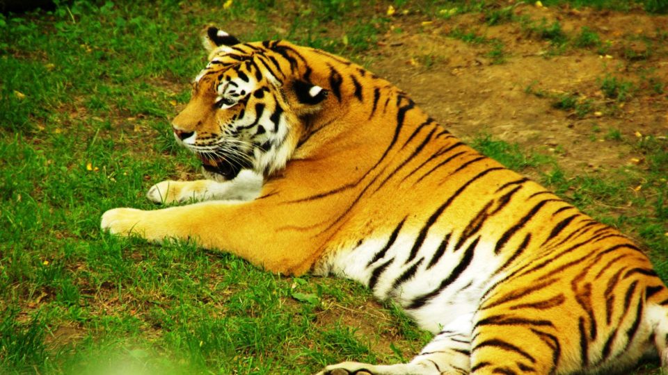 Tygří siesta