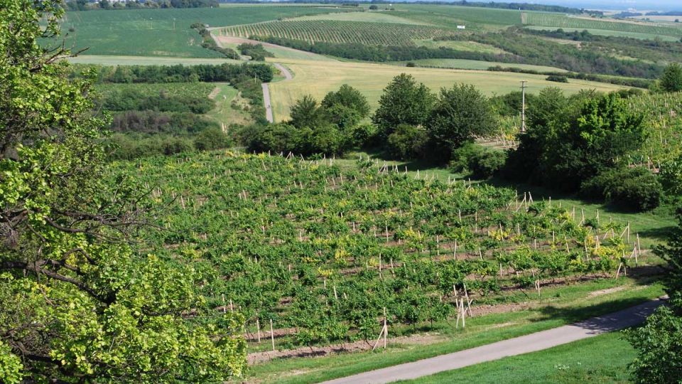 Zvrásněný terén Valticka je vhodný pro pěstování vína