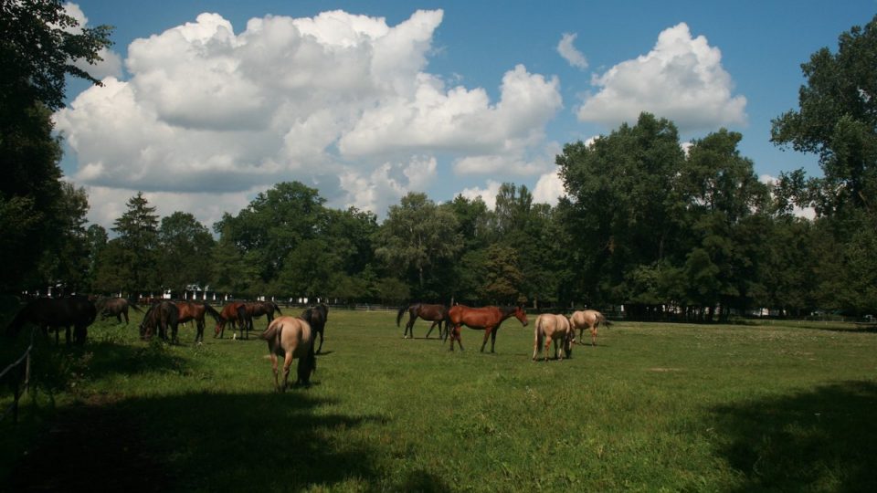 Na aukci arabských koní se sjedou lidé z celého světa