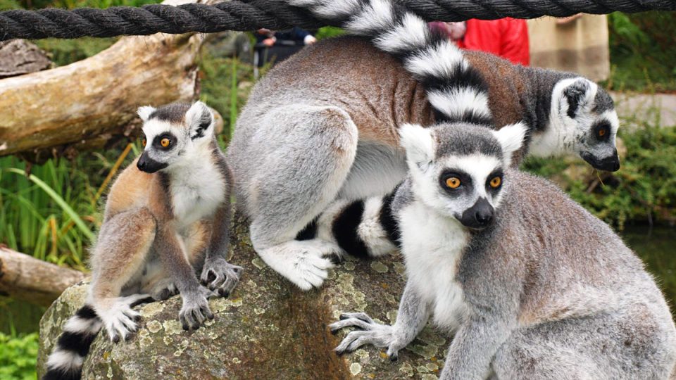 mládě lemura Pepa se svou matkou (lemur dostal jméno Pepa, kmotr Pavel Kudrna)