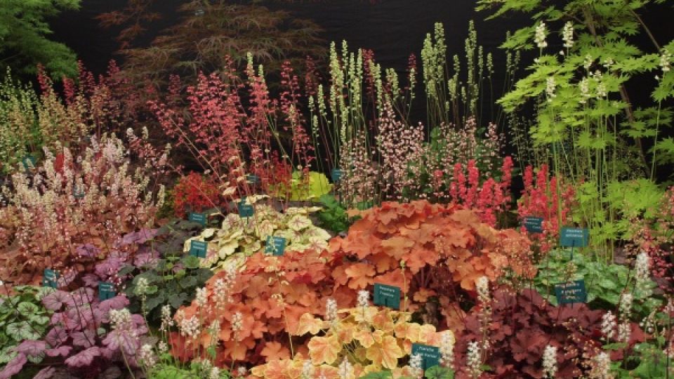 Chelsea Flower Show – specializované expozice