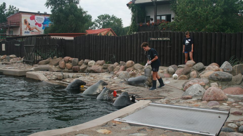 Ošetřovatelé pomáhají zraněným tuleňům
