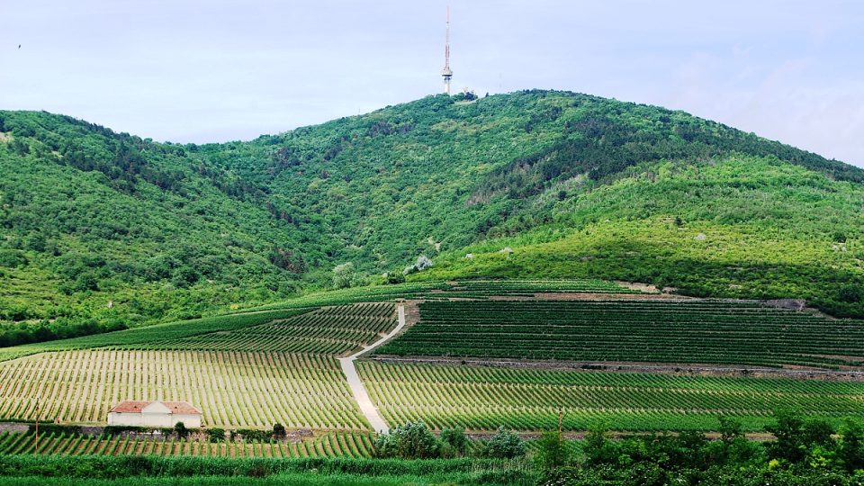 Tokajské víno se vyrábí z hroznů sklizených ve vymezené oblasti na severu Maďarska kolem hory Tokaj