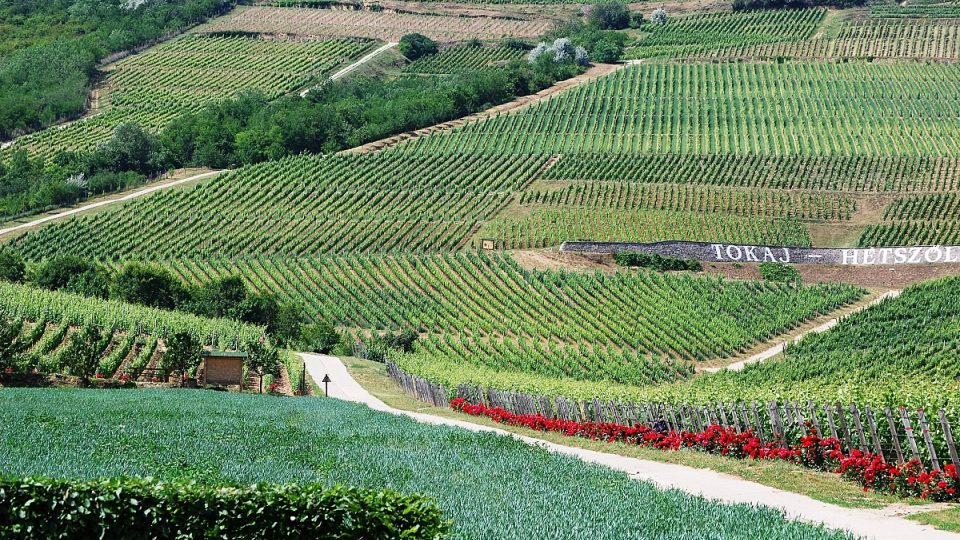 UNESCO tokajskou vinařskou oblast zapsalo na seznam světového dědictví