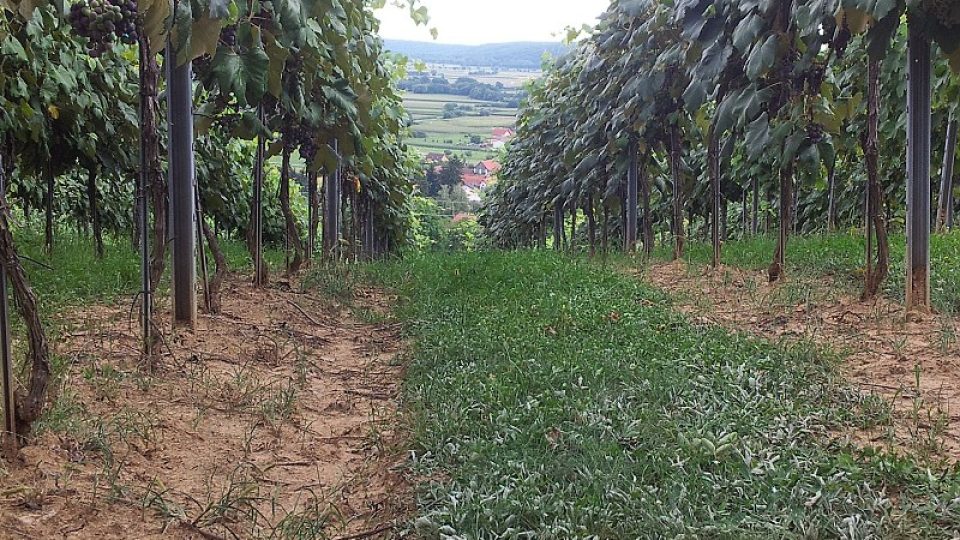 Místní hrozny jsou už pomalu připravené na vinobraní