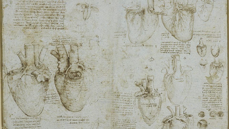 Leonardo da Vinci: Studie srdečních chlopní, asi 1511–1513