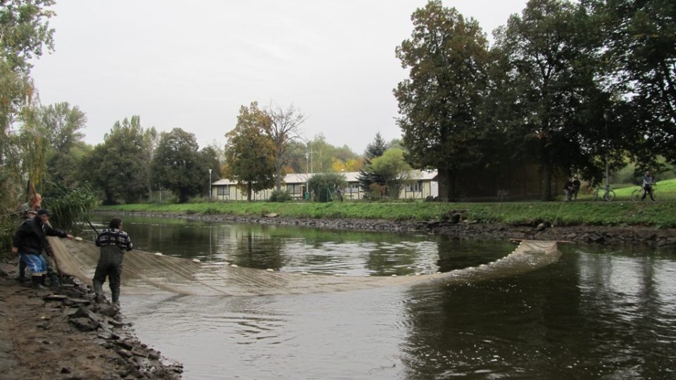 Jedna z prvních natežených sítí na Mlýnském náhonu v Čelákovicích