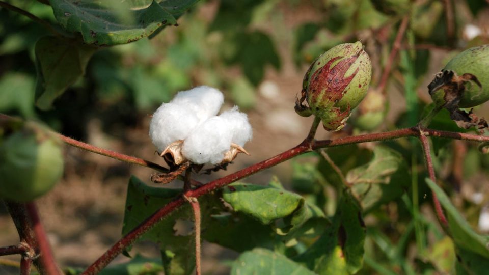 Pěstování bavlny živí spoustu indických rodin