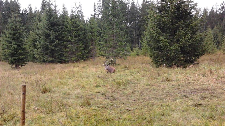 Po probuzení odešel osvobozený jelen váhavým krokem, později už byl opět spatřen na jiném říjišti