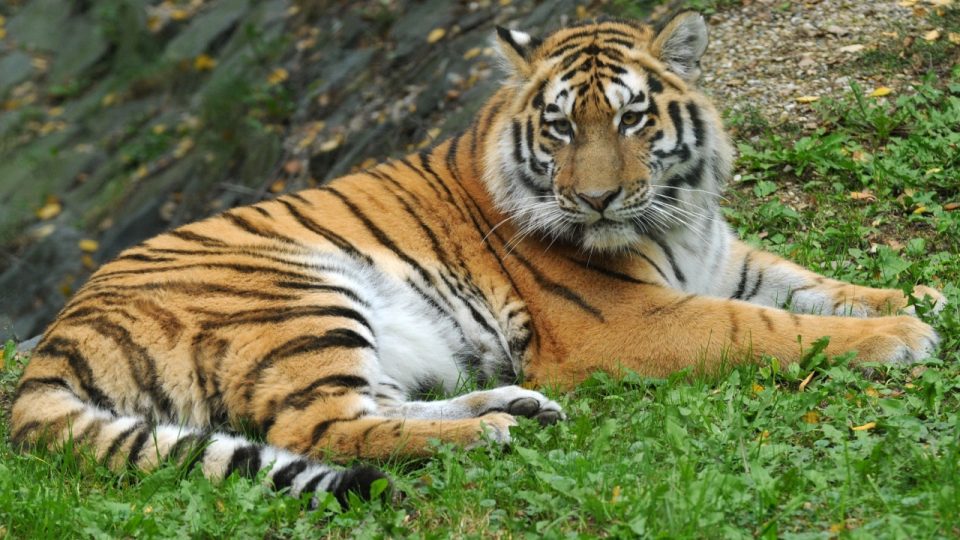 Tygr ussurijský - samice Betty