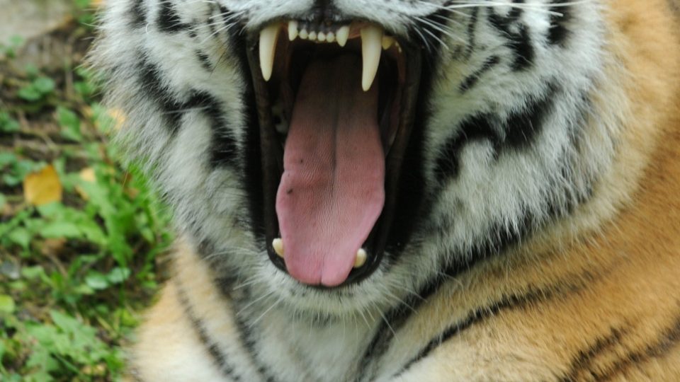 Tygr ussurijský - samice Betty