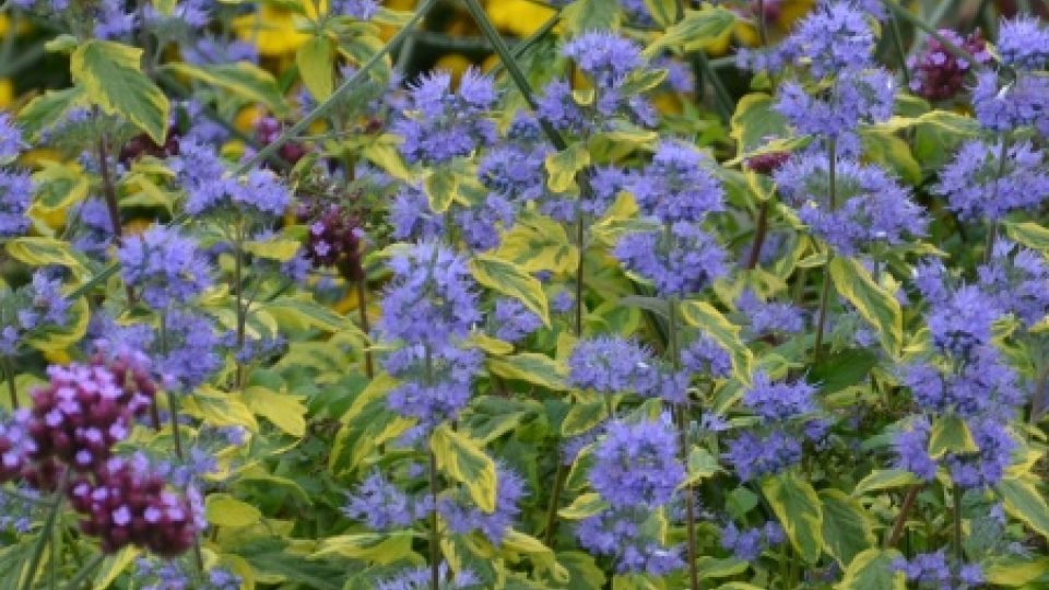 Caryopteris Summer Sorbet