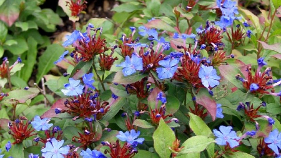 Ceratostigma