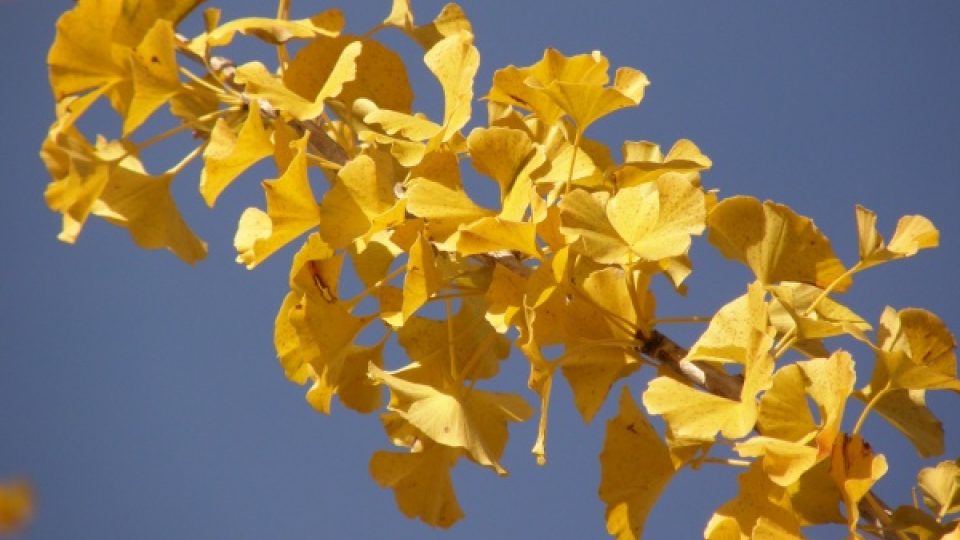 Ginkgo biloba Ginkgo biloba