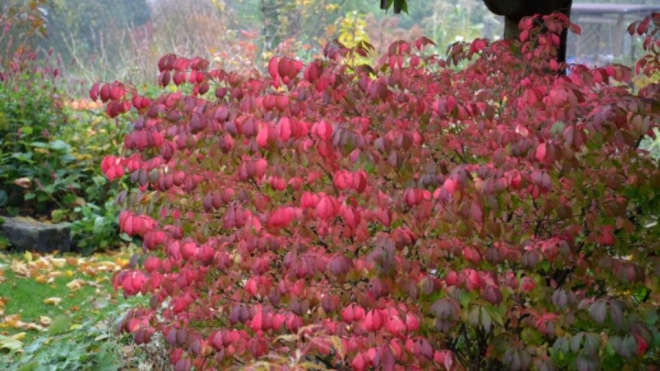 Brslen křídlatý Brslen křídlatý