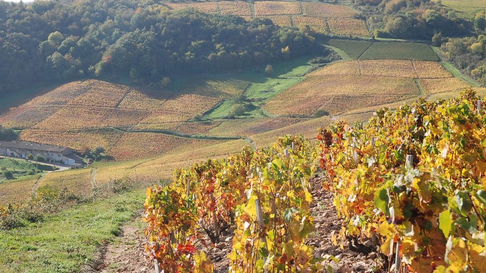 Kraj Beaujolais je známý díky vínům, která se tu pěstují