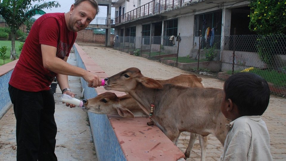 Jaromír Marek napájí indické krávy