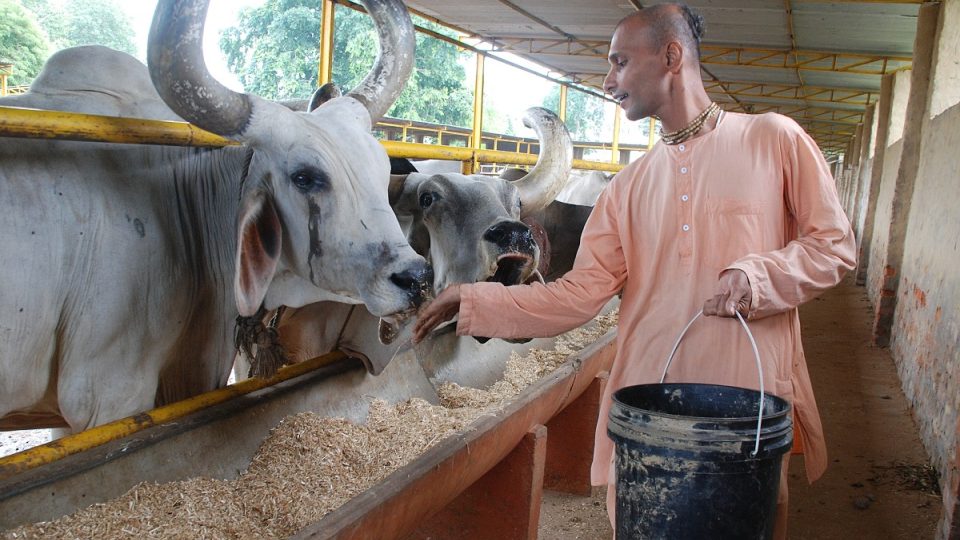 40letý Pundarik zasvětil svůj život kravám