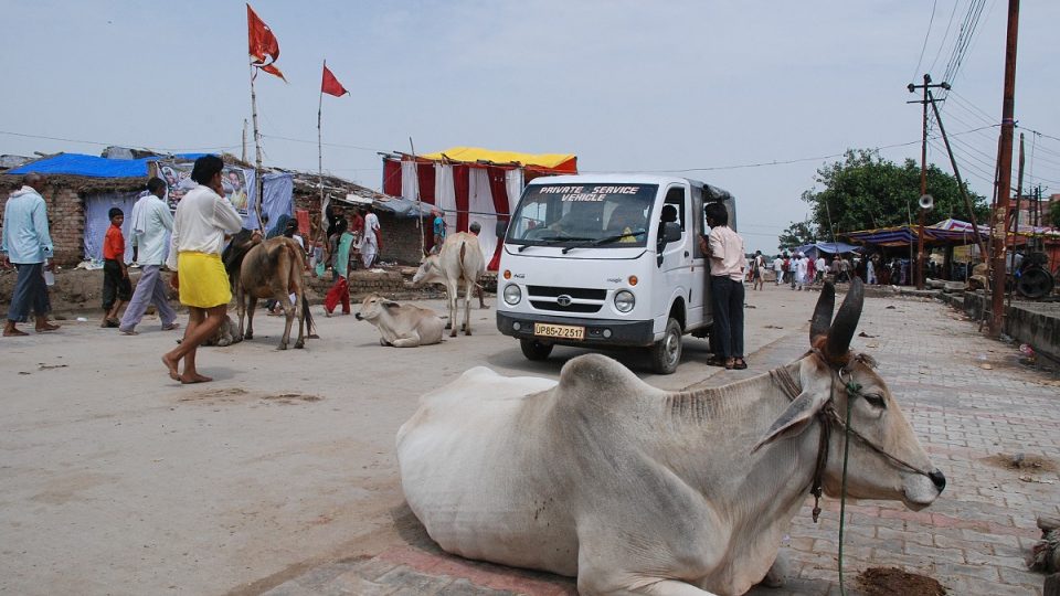 Posvátnost krav v Indii pramení z jejich vztahu ke Krišnovi