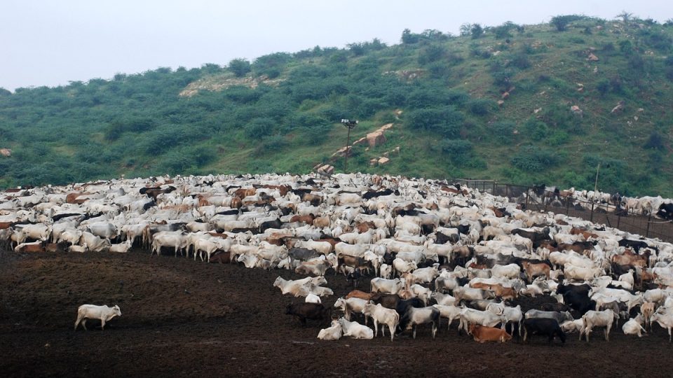 Krávy v indické Barsaně
