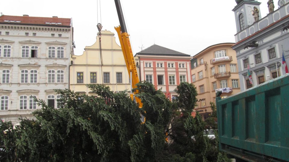 Českobudějovický vánoční strom převezli z náměstí Přemysla Otakara II. do ZOO Ohrada v Hluboké nad Vltavou. 