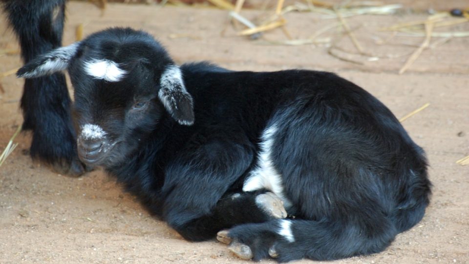 Mládě kozy kamerunské