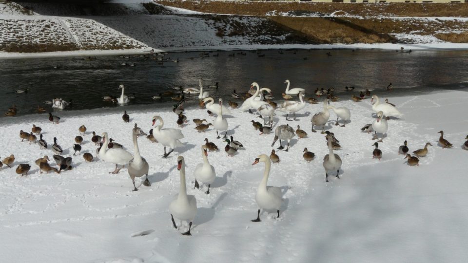 Labutě a kachny na zimovišti v Olomouci