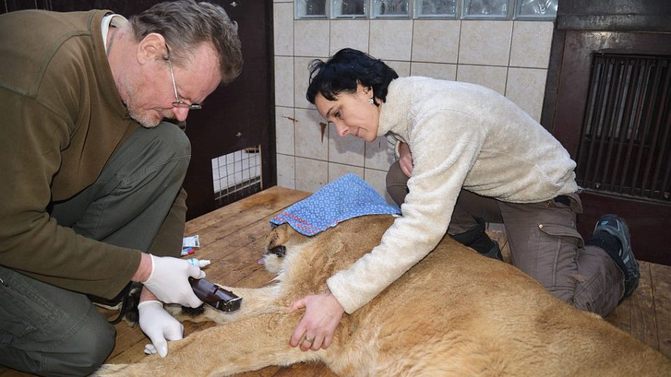 MVDr. Jiří Váhala a ošetřovatelka Galina Žižková při vyšetření lvice