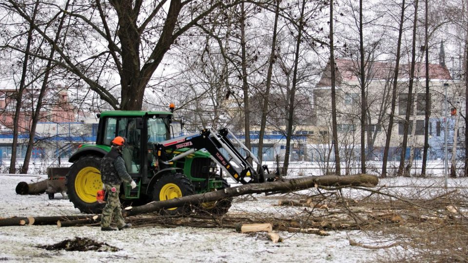 Kácení topolů v českobudějovickém parku stromka