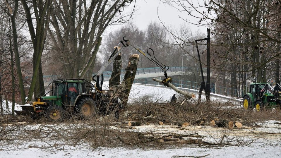 Kácení topolů v českobudějovickém parku stromka