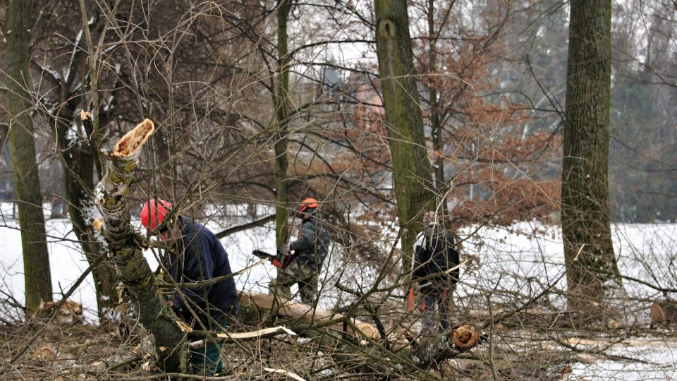 Kácení topolů v českobudějovickém parku stromka