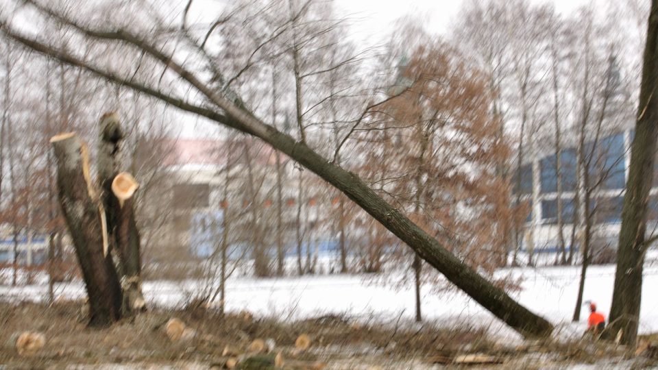 Kácení topolů v českobudějovickém parku stromka