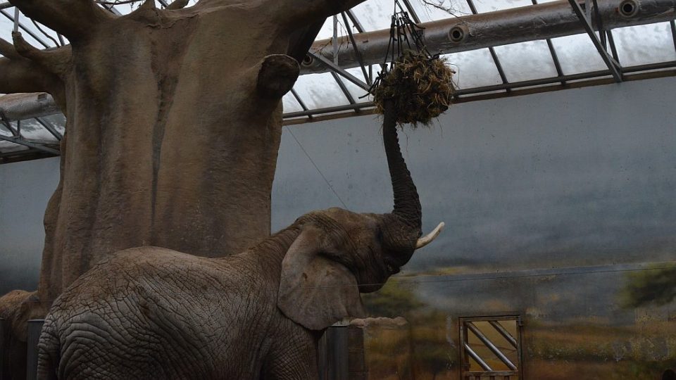 Sloni v ZOO Dvůr Králové nad Labem