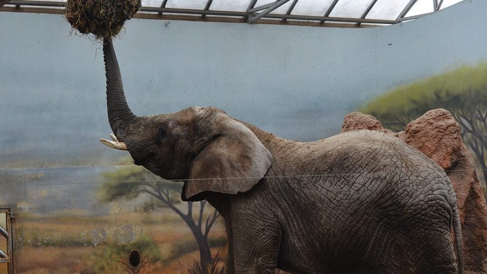 Sloni v ZOO Dvůr Králové nad Labem