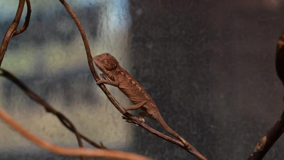 Chameleoni v ZOO Dvůr Králové nad Labem