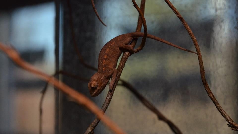 Chameleoni v ZOO Dvůr Králové nad Labem